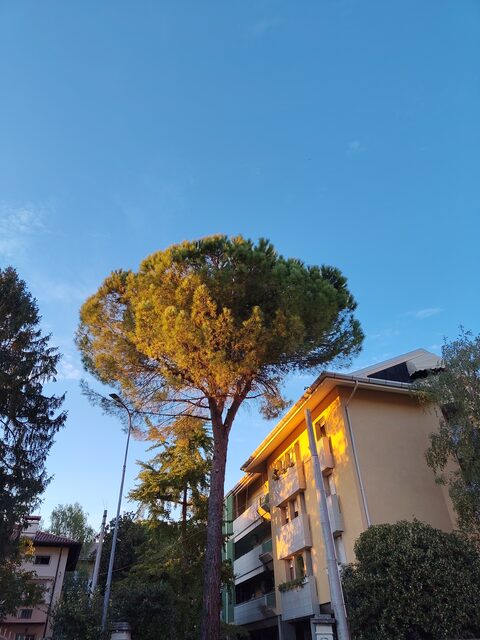 Eine Pinie in Udine im Abendlicht vor blauem Himmel