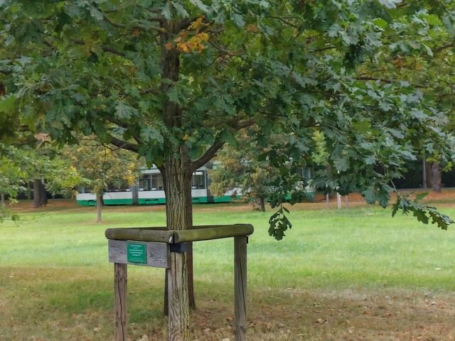 Baum mit Infotafel, im Hintergrund eine Straßenbahn