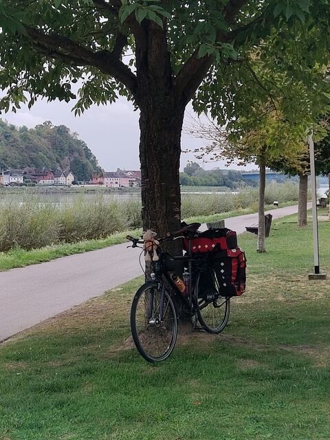 Der Bock wartet am Fahrrad vor der Donau in Aschach, dass wir endlich weiter fahren